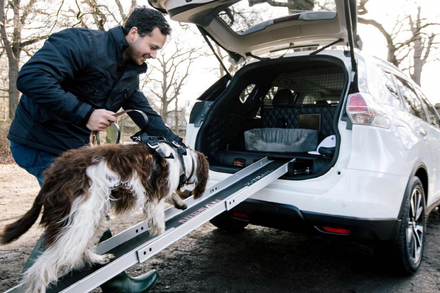 Le 5 Migliori Rampe Auto Per Cani 